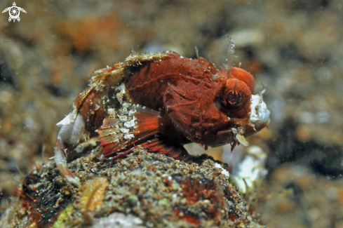 A Scorpaenidae | scorpion fish