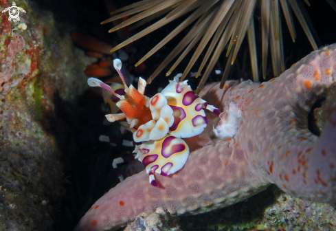 A Harlequin Shrimp