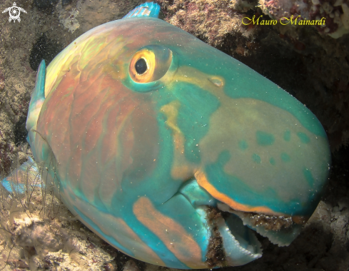 A Parrotfish