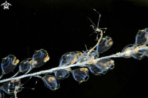 A Skeleton shrimp