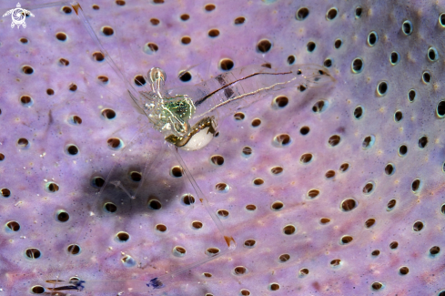 A Periclimenes sp. | Commensal shrimp