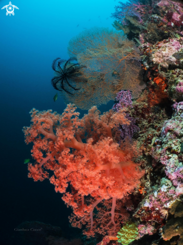 A Coral Reef Wall