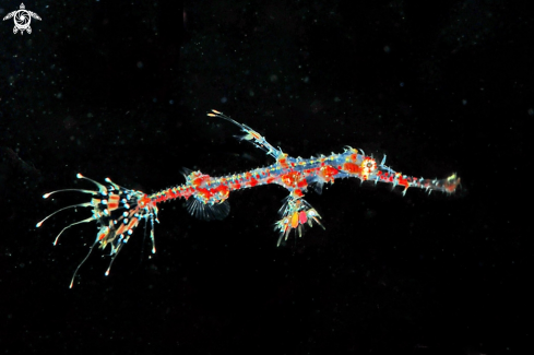 A Solenostomus paradoxus | ghost pipefish