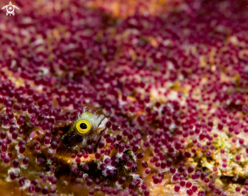 A Acanthemblemaria spinosa  | Spinyhead Blenny