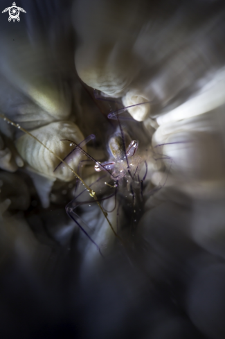 A Bubble coral shrimp