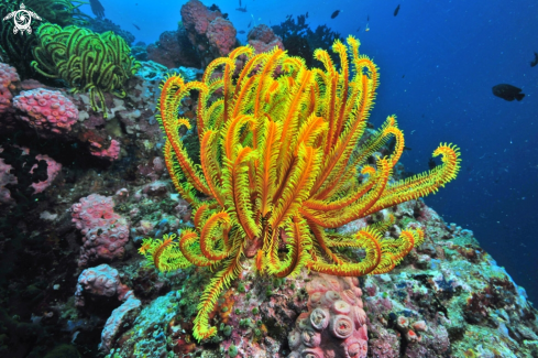 A feather star