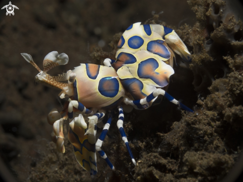 A harlequin shrimp