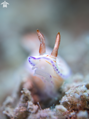 A Nudibranch