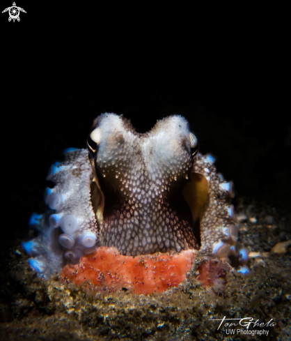 A Coconut Octopus