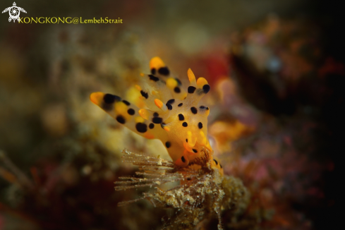 A Nudibranch