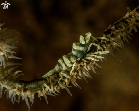 A Whip coral shrimp