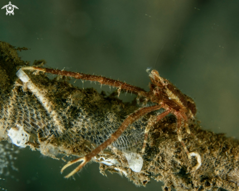 A Eumunida picta | Squat lobster