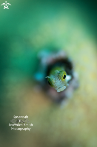 A Secretary blenny