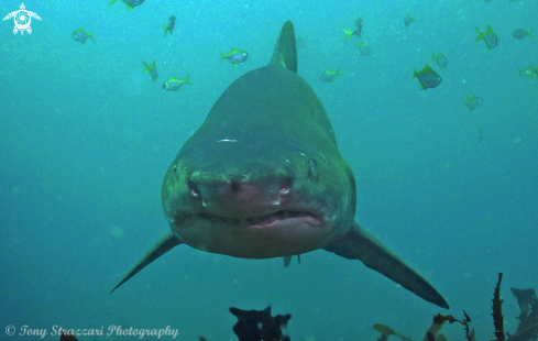 A Carcharias taurus | Grey Nurse Shark