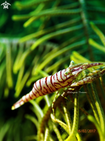 A ZEBRA SHRIMP