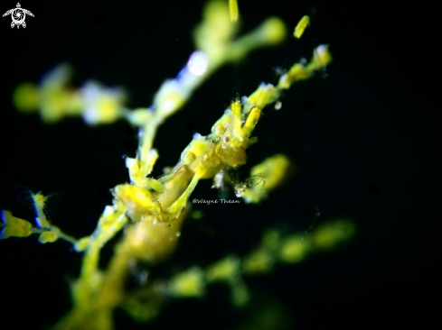 A Skeleton Shrimp | Skeleton Shrimp