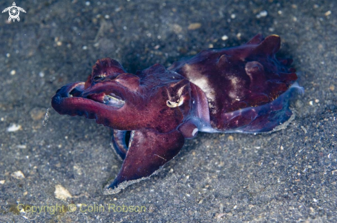 A cattel fish