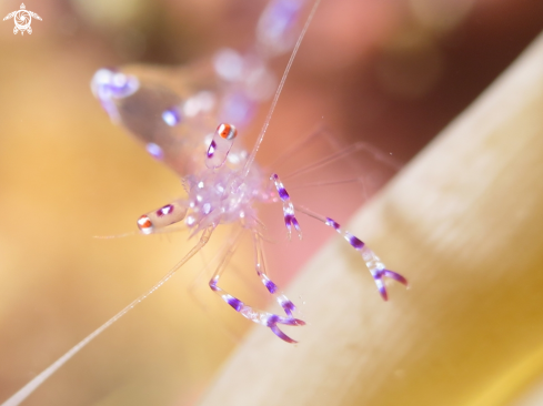 A Anemone Shrimp | Anemone Shrimp