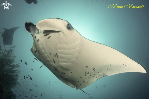 A Manta