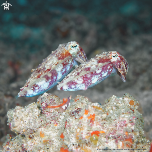 A Papua Sepia Couple