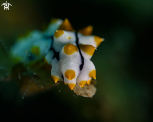 A Pearsonothuria graeffei | Sea Cucumber juv