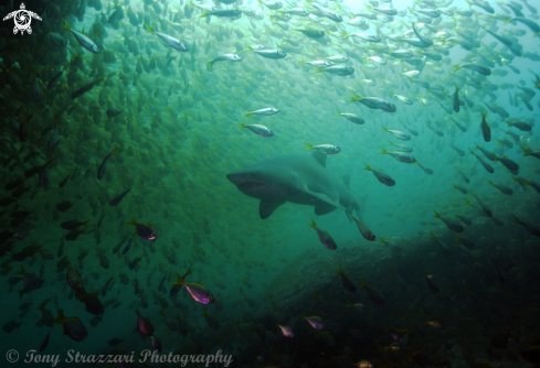 A Carcharias taurus | Grey Nurse Shark