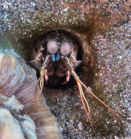 A Stomatopoda | Mantis Shrimp