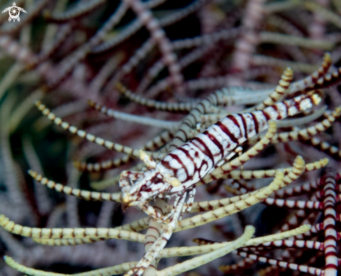 A Hippolyte catagrapha | Crinoid Shrimp