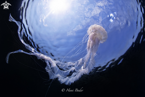 A jellyfish