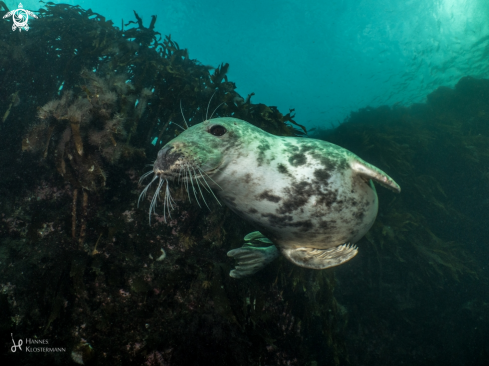 A Grey Seal