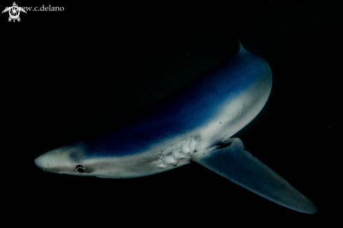 A Blue Shark 