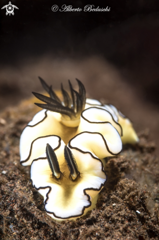 A Doriprismatica atromarginata | Nudibranch