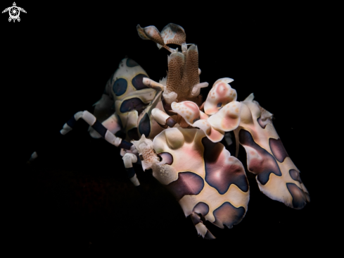 A Harlequin shrimp