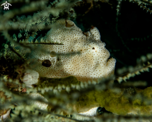 A Painted frogfish