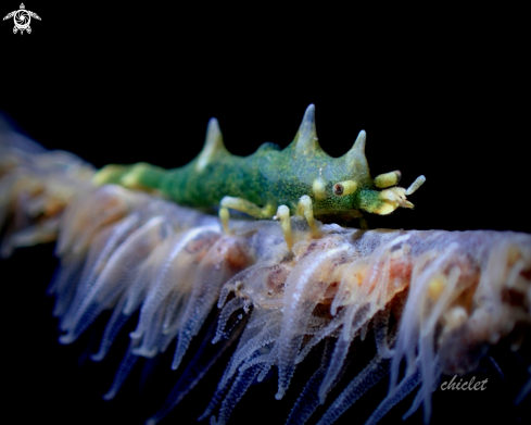 A Miropandalus hardingi | Dragon shrimp