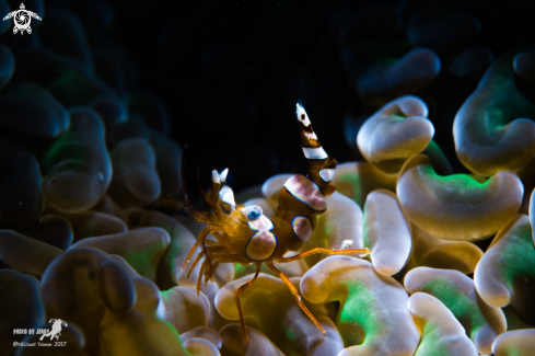 A Sexy Anemone Shrimp