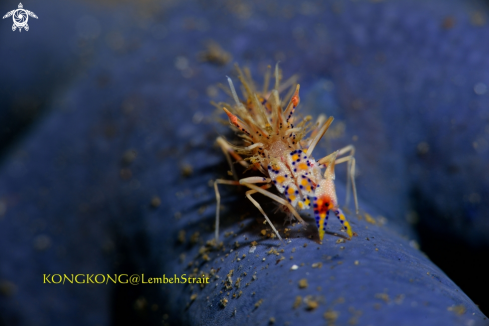 A Tiger shrimp