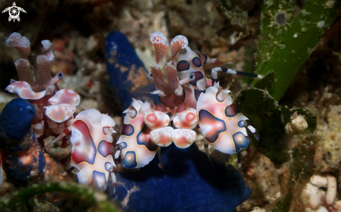 A Harlequin Shrimp