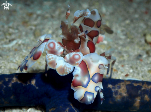 A Harlequin Shrimp