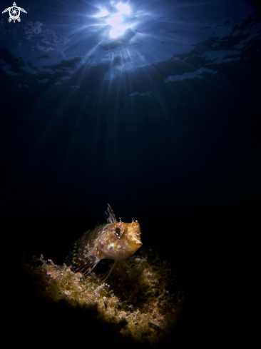 A Blenny?