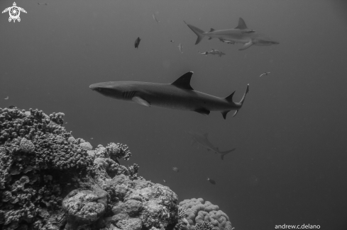 A Whitetip, Gray Reef Sharks