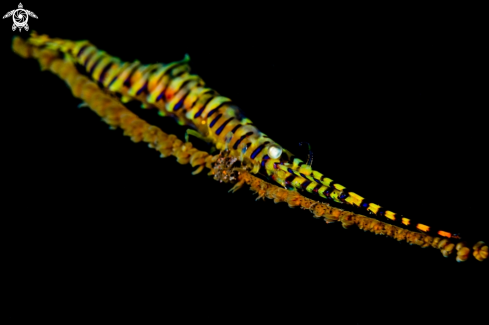 A Tozeuma armatum | Sawblade shrimp