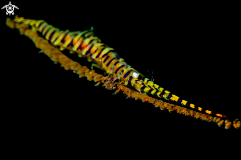 A Sawblade shrimp