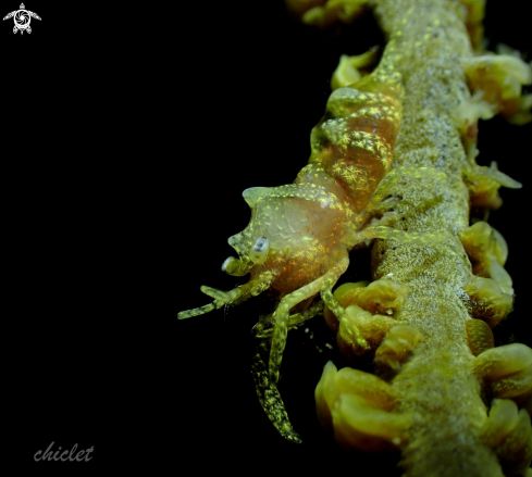 A Dasycaris zanzibarica | Whip coral shrimp