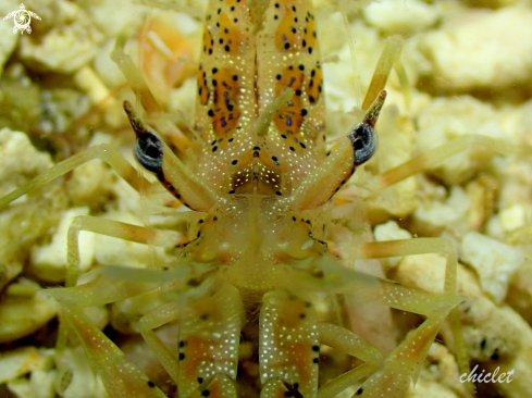 A Phyllognathia ceratophthalma | Tiger shrimp