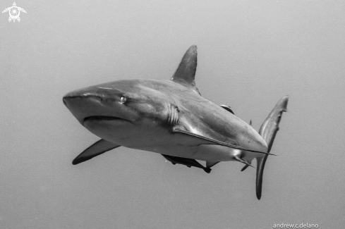 A Gray Reef Shark