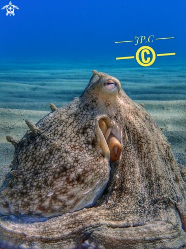 A Octopus vulgaris | Poulpe