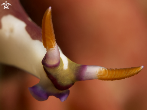 A Nudibranch