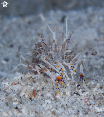 A Tiger or Bongo shrimp