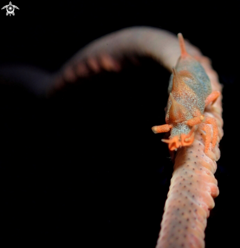 A Dragon Shrimp